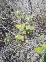 Solanum douglasii