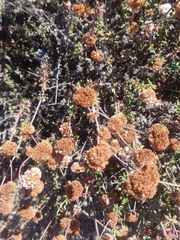 Eriogonum parvifolium