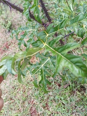 Solanum atropurpureum