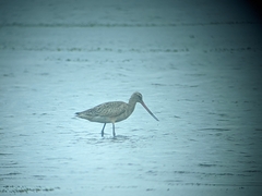 Limosa