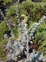 Artemisia pycnocephala