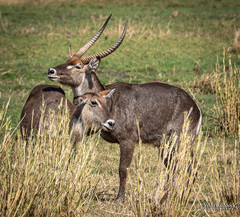 Kobus ellipsiprymnus