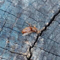 Lasius
