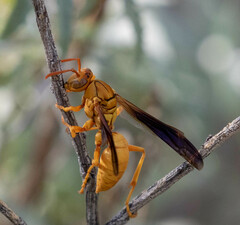 Polistes flavus