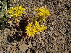 Sedum lanceolatum