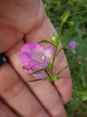 Physostegia virginiana