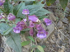 Nothochelone nemorosa