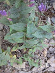 Nothochelone nemorosa