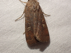 Xestia xanthographa