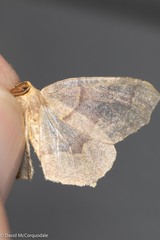 Lambdina fiscellaria