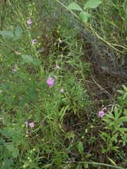 Physostegia virginiana