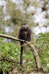 Cercopithecus mitis kandti