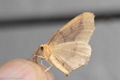 Lambdina fiscellaria