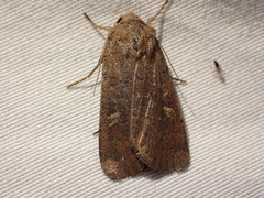 Xestia xanthographa