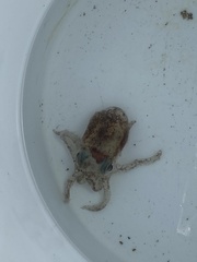 Rossia pacifica