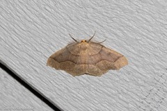 Lambdina fiscellaria