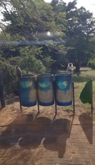 Chlorocebus pygerythrus pygerythrus