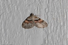 Xanthorhoe labradorensis