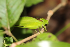 Amblycorypha oblongifolia