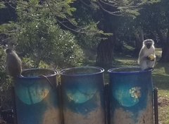 Chlorocebus pygerythrus pygerythrus