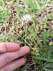 Chevreulia acuminata