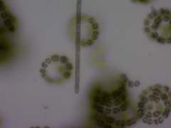 Planktothrix