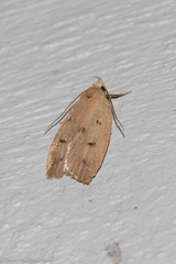 Machimia tentoriferella