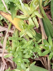 Chevreulia acuminata