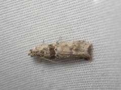 Ancylosis undulatella