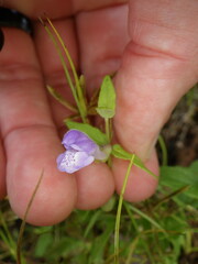 Scutellaria
