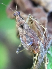 Himacerus mirmicoides