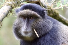 Cercopithecus mitis kandti