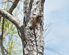 Anolis