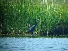 Egretta caerulea