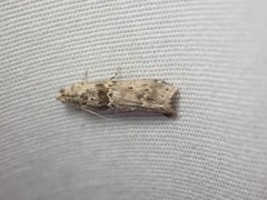 Ancylosis undulatella