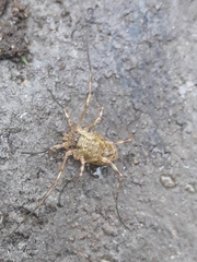 Opiliones