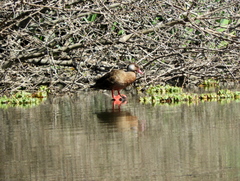 Amazonetta brasiliensis