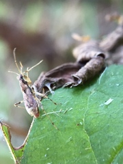 Himacerus mirmicoides