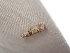 Ancylosis undulatella