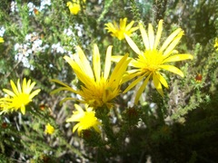 Cullumia reticulata