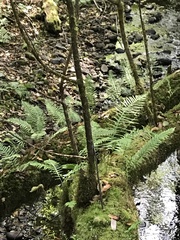 Polypodium glycyrrhiza