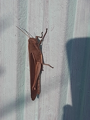 Schistocerca flavofasciata