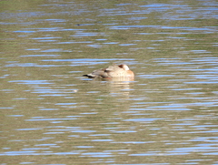 Amazonetta brasiliensis