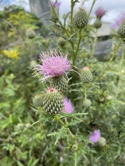 Cirsium altissimum