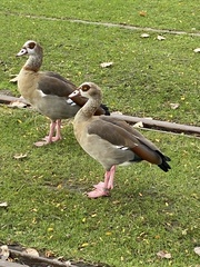 Alopochen aegyptiaca