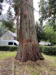 Sequoiadendron giganteum