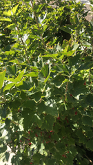 Ribes rubrum