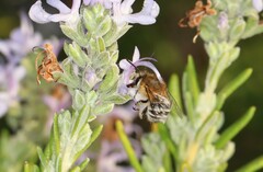 Anthophora pubescens
