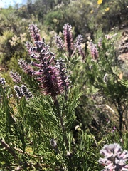 Paranomus bracteolaris