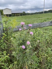 Cirsium altissimum